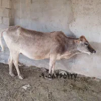 گاو برای فروش در چمران