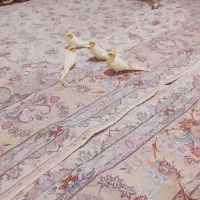 پرنده|پرنده|سهند, |دیوار