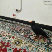 مینا نوک قرمز