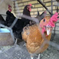 مرغ و خروس