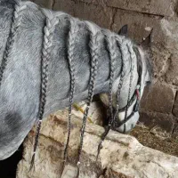 اسب|اسب و تجهیزات اسب‌سواری|ارومیه, |دیوار