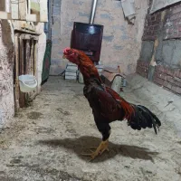 فروش چن عدد خروس لاری پسران قره گوش 6میدانع