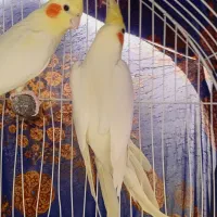پرنده|پرنده|اشنویه, |دیوار