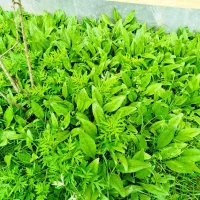 گل گاو زبان