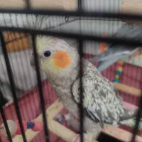 عروس هلندی|پرنده|مریوان, |دیوار