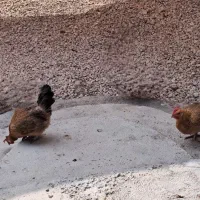 مرغ محلی اصل|حیوانات مزرعه|لامرد, |دیوار