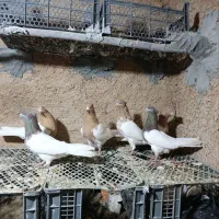 پرنده|پرنده|بروجرد, |دیوار