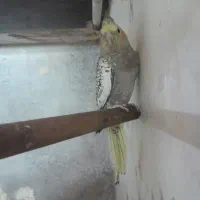 عروس|پرنده|قم, میرزائیه|دیوار