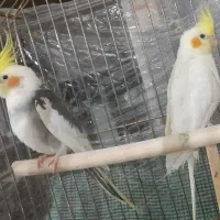 عروس هلندی مولد|پرنده|اسلامشهر, شهرک سعیدیه|دیوار