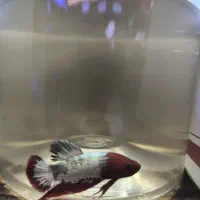 فایتر وارداتی تایلند سایز بزرگ