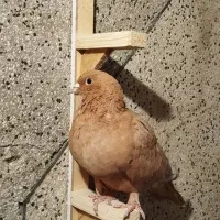 ماده زرد|پرنده|زاهدان, |دیوار