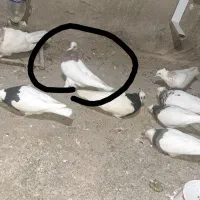 کبوتر طوقی|پرنده|جوین, |دیوار