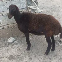 توقلی ماده عروسک|حیوانات مزرعه|سنگدوین, |دیوار