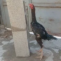 مرغ خروس لاری|حیوانات مزرعه|شیراز, دست خضر|دیوار
