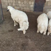 بره قوچ سنجابی|حیوانات مزرعه|چرداول, |دیوار