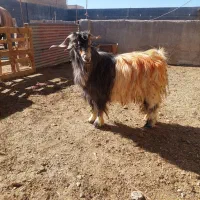 چپش نر|حیوانات مزرعه|شهرکرد, |دیوار