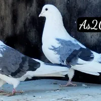 پشت سبز|پرنده|تهران, نیروی هوایی (پیروزی)|دیوار