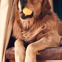 گلدن رتریور فیلد،