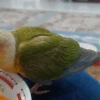 پرنده گیرینچیک گمشده