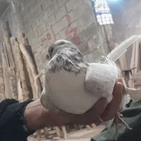 کبوتر|پرنده|نهاوند, |دیوار