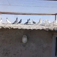 کبوتر گنجه بر