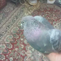 دانه ای۲۰۰