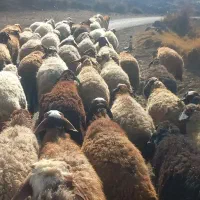 گوسفند بابره|حیوانات مزرعه|سرپل ذهاب, |دیوار