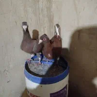 قره سرخ|پرنده|خواف, |دیوار