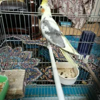 عروس هلندی|پرنده|یزد, |دیوار