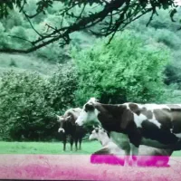 تلویزیون دنای ۵۰ اینچ 4k هوشمند