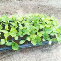 شتل خیار درجه یک f1 و کالک جانا