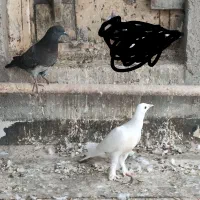 کبوتر|پرنده|اهواز, فدک|دیوار