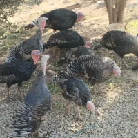 تعدادی بوقلمون ماده نژاد برنز انگلیسی ارگانیک‌