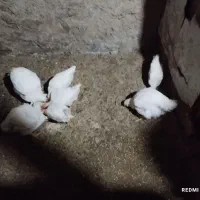 خروس