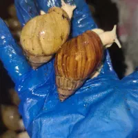حراج حلزون ۱۰ تا مولد یک میلیون