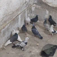 22تا کبوتر فقط 1/500 یکوپانصد