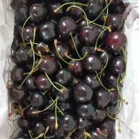 گیلاس
