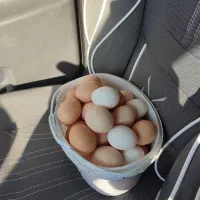 تخم مرغ محلی