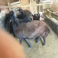 گوسفندنر
