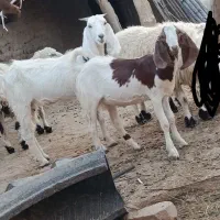 دوعدد بزابستن