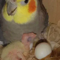 عروس هلندی نر بسیار بسیار مست ، درشت و زیبا