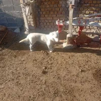 سگ ماده پاکوتاه|سگ|قوچان, |دیوار