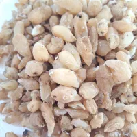 ثعلب کوهی خالص و درجه یک (فروش عمده/جزئی)