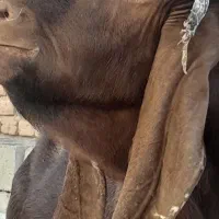 چبش پاکستانی|حیوانات مزرعه|نهبندان, |دیوار