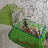 عروس هلندی|پرنده|پیرانشهر, |دیوار