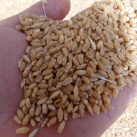 گندم درجه 1