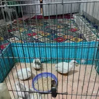 بلدرچین مینیاتوری تخم گذار