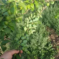 باغچه در تاج خاتون همراه اب|فروش زمین و ملک کلنگی|سلفچگان, |دیوار