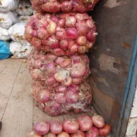 پیاز محلی درجه 1