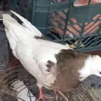 فروش دو عدد کبوتر طوق ی کت و شیرازی سیاه